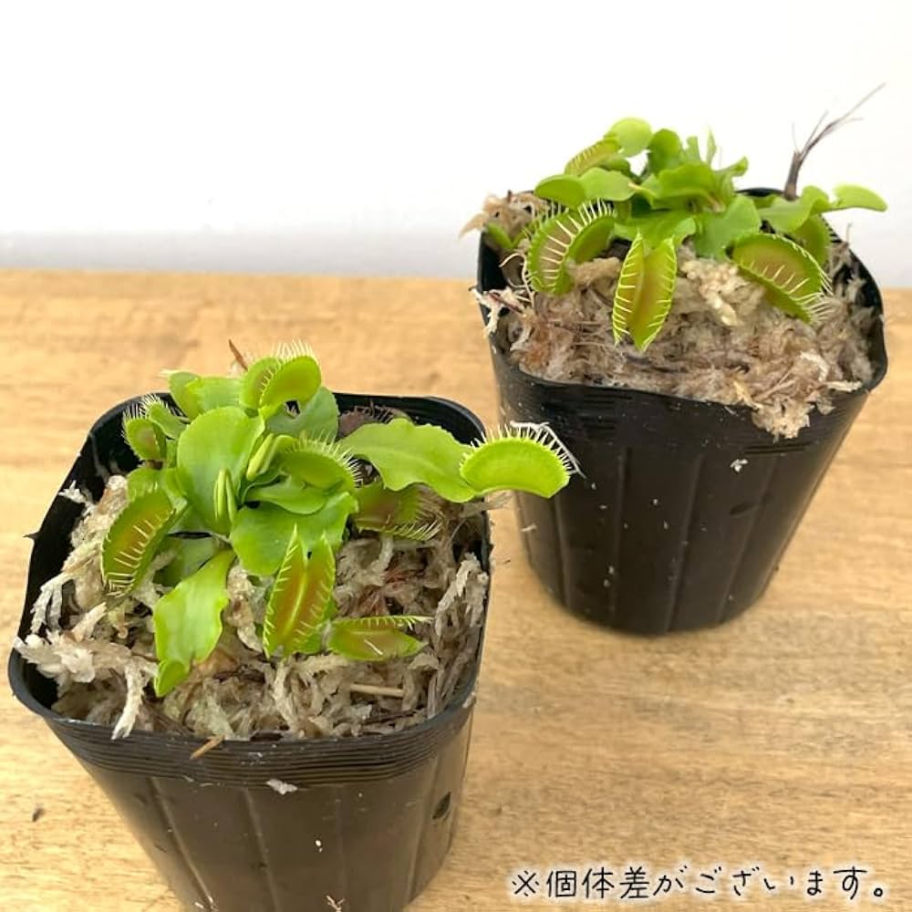 才蔵　ハエトリソウ 楽天市場】（食虫植物）ハエトリソウ 卸金 2．5〜3号（1